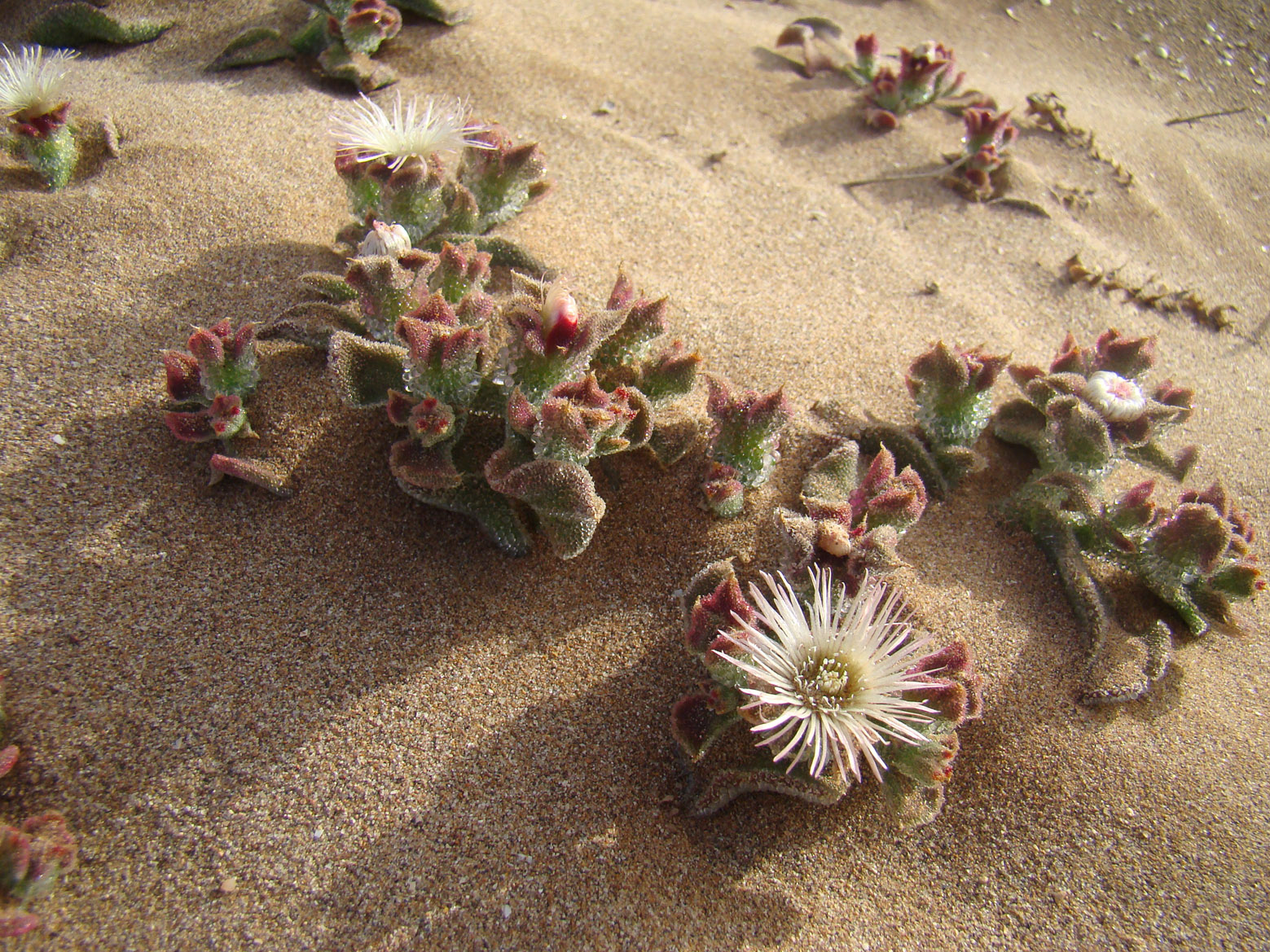 Представитель Семейства Aizoaceae